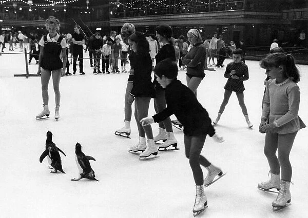 The polite penguins, Rocky and Clementine, enjoy themselves at the ice-rink quite