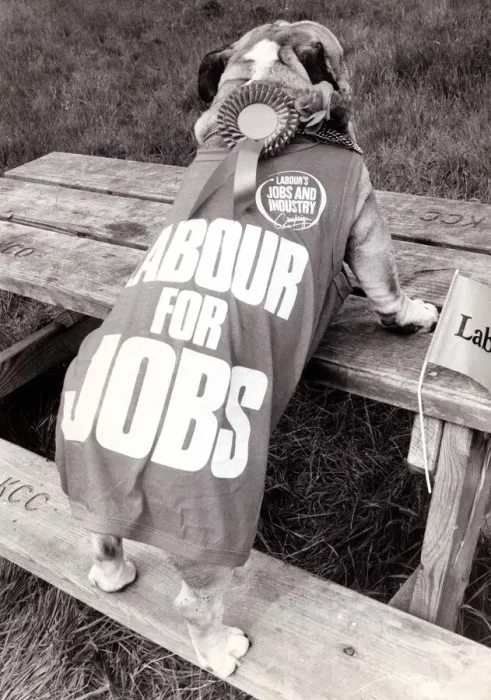 Framed Print : Political Campaign Posters - 1987 The Labour Party - T shirt dog standing