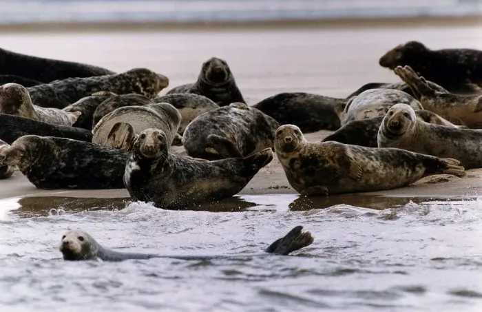 Framed Print : Pollution-suffering seals in Dee Estuary off the Chashire coast September 1992