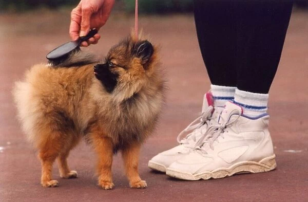 This Pomeranian needs alot of pampering