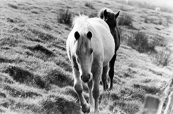 Ponies wandering on the fells. 8th October 1975