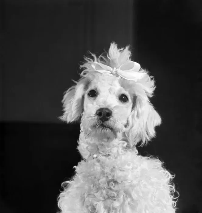 Framed Print : Poodle dog. April 1952 C1574-002 Framed Print : Poodle dog. April 1952 C1574-002