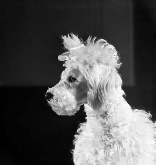 Framed Print : Poodle dog. April 1952 C1574-003 Framed Print : Poodle dog. April 1952 C1574-003