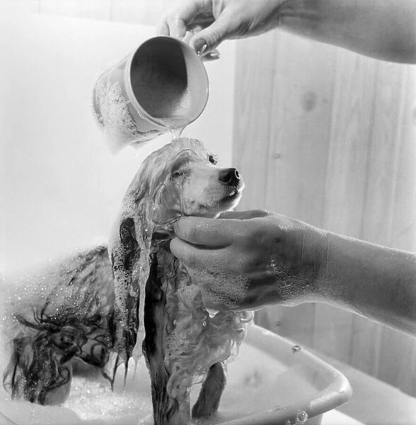 Poodle owned by Miss Marilyn Willis seen here getting the full beauty treatment