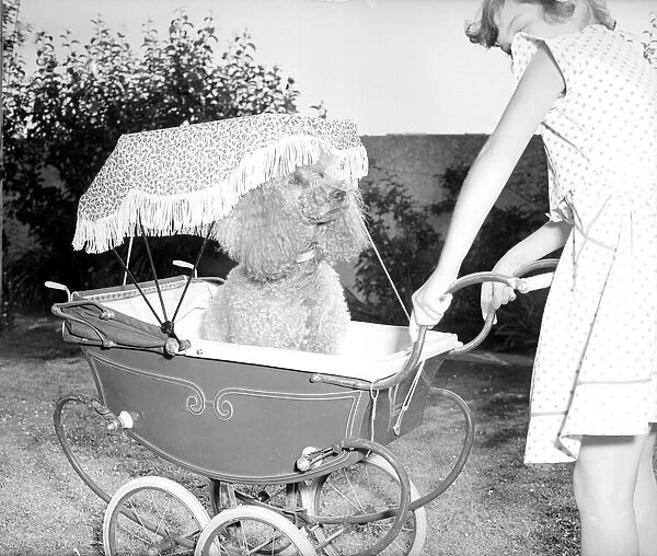 Poodle in pram, July 1955 Mischa the French Poodle is pished around in a doll