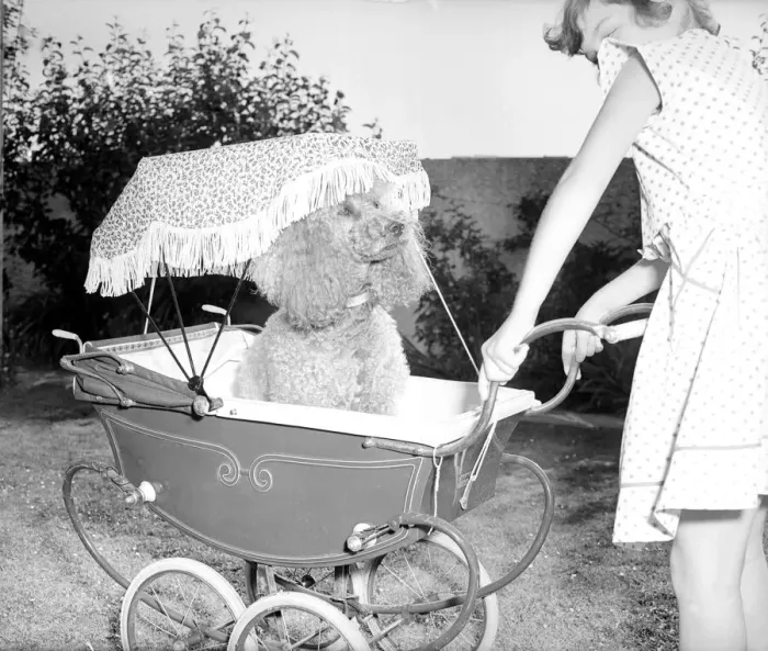 Framed Print : Poodle in pram, July 1955 Mischa the French Poodle is pished around in a doll Framed Print : Poodle in pram, July 1955 Mischa the French Poodle is pished around in a doll