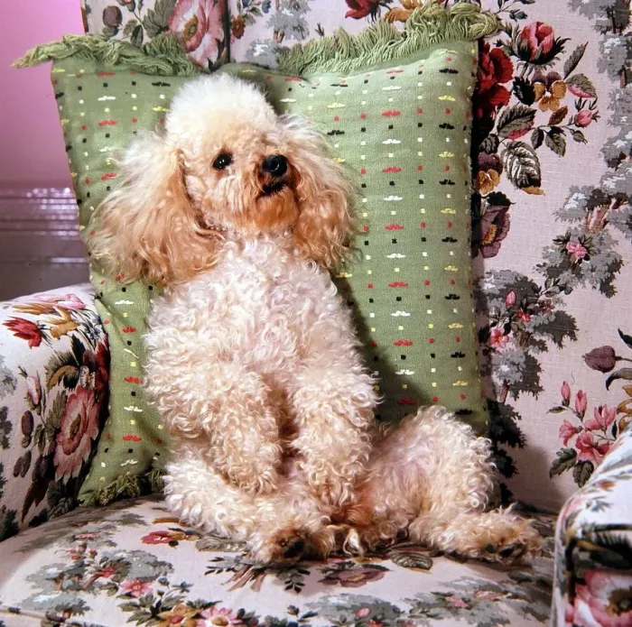 Framed Print : A poodle sat on a floral seat circa 1960 Framed Print : A poodle sat on a floral seat circa 1960