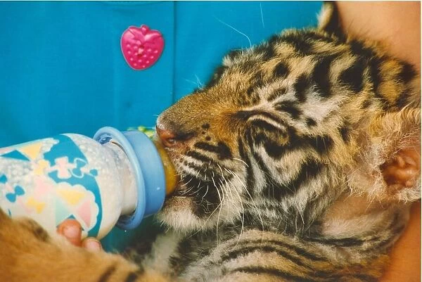 Poodle the tiger cub takes a well earned milk break from his exertions at the Circus