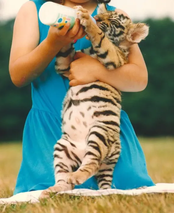 Framed Print : Poodle the tiger cub takes a well earned milk break from his exertions at the Circus Framed Print : Poodle the tiger cub takes a well earned milk break from his exertions at the Circus