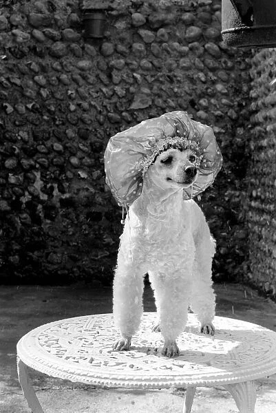 Poodle wearing a shower cap to keep her ears dry April 1975 75-2226-003