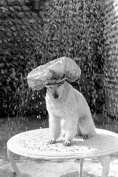 Poodle wearing a shower cap to keep her ears dry April 1975 75-2226-004