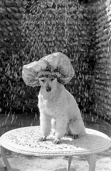 Poodle wearing a shower cap to keep her ears dry April 1975 75-2226-001