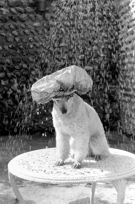 Framed Print : Poodle wearing a shower cap to keep her ears dry April 1975 75-2226-004 Framed Print : Poodle wearing a shower cap to keep her ears dry April 1975 75-2226-004