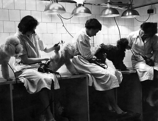 Poodles receiving beauty treatment at the dog parlour at Beacham Place, Knightsbridge