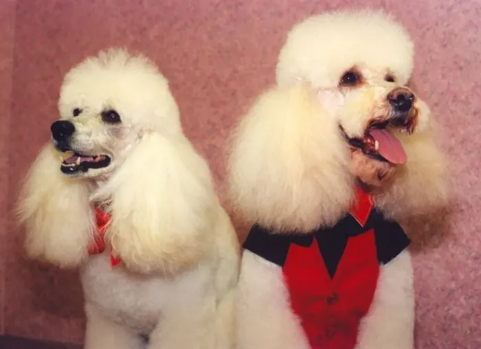 Framed Print : Poodles Tyson and Lee who have been pampered Framed Print : Poodles Tyson and Lee who have been pampered