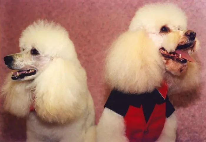 Framed Print : Poodles Tyson and Lee who have been pampered Framed Print : Poodles Tyson and Lee who have been pampered