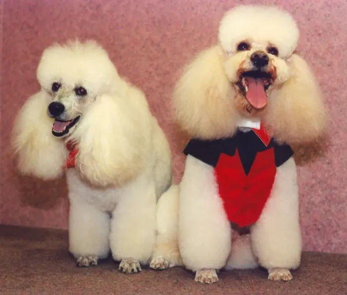 Framed Print : Poodles Tyson and Lee who have been pampered Framed Print : Poodles Tyson and Lee who have been pampered