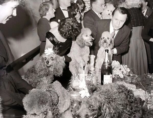 Poodles wearing hats, drinking champagne at a birthday party for a fellow poodle dog