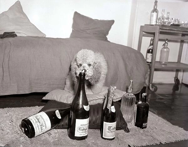 Poodles wearing hats, drinking champagne at a birthday party for a fellow poodle dog