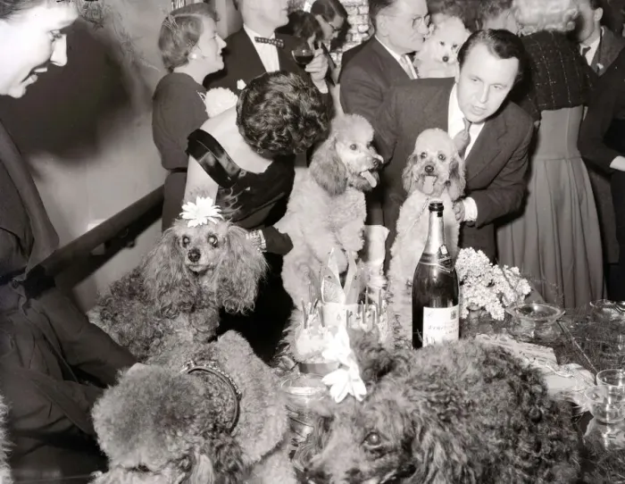 Framed Print : Poodles wearing hats, drinking champagne at a birthday party for a fellow poodle dog Framed Print : Poodles wearing hats, drinking champagne at a birthday party for a fellow poodle dog