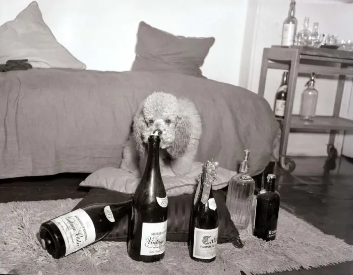 Framed Print : Poodles wearing hats, drinking champagne at a birthday party for a fellow poodle dog