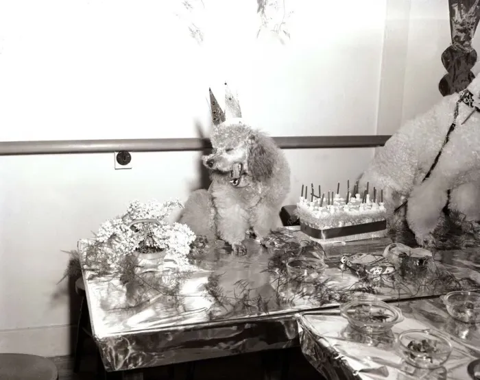 Framed Print : Poodles wearing hats, drinking champagne at a birthday party for a fellow poodle dog