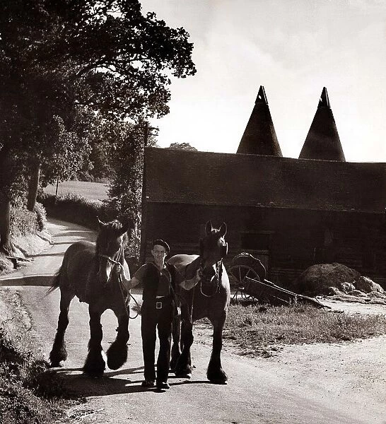 Pools Farm in Kent - July 1950 farmer Fred Selling leading his horses to