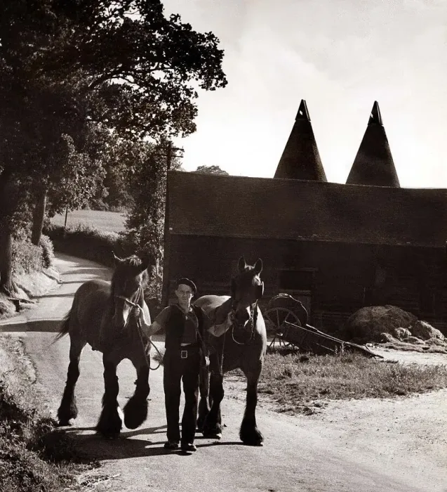 Framed Print : Pools Farm in Kent - July 1950 farmer Fred Selling leading his horses to Framed Print : Pools Farm in Kent - July 1950 farmer Fred Selling leading his horses to