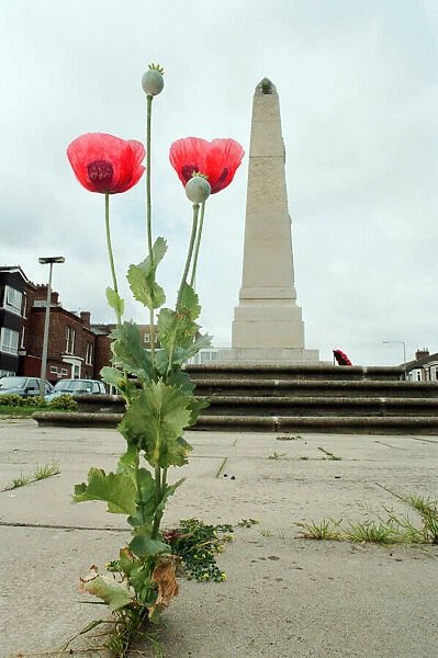 Poppies growing through the paving at Redcar War Memorial, Coatham Road, Town Centre