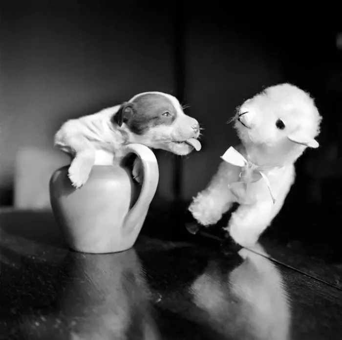 Framed Print : Poppy the puppy and the toy lamb. March 1953 D1172-001 Framed Print : Poppy the puppy and the toy lamb. March 1953 D1172-001