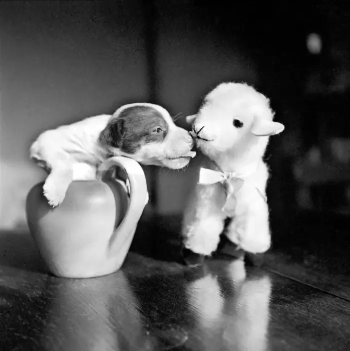 Framed Print : Poppy the puppy and the toy lamb. March 1953 D1172