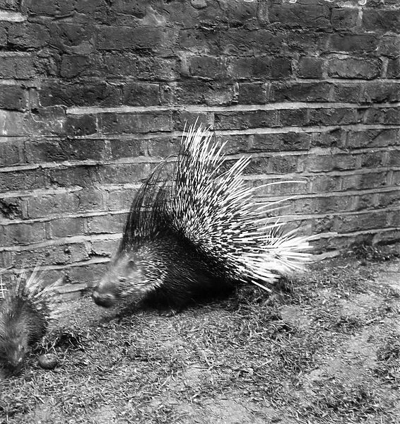 A porcupines in a garden of a pet store. May 1950 O24321-002