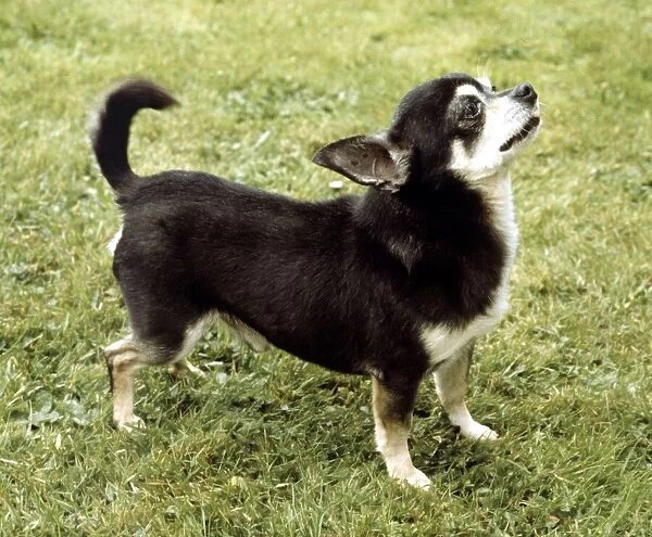 Portrait of a Chihuahua dog June 1987