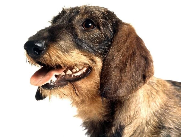 Portrait of a dachshund dog june 1987