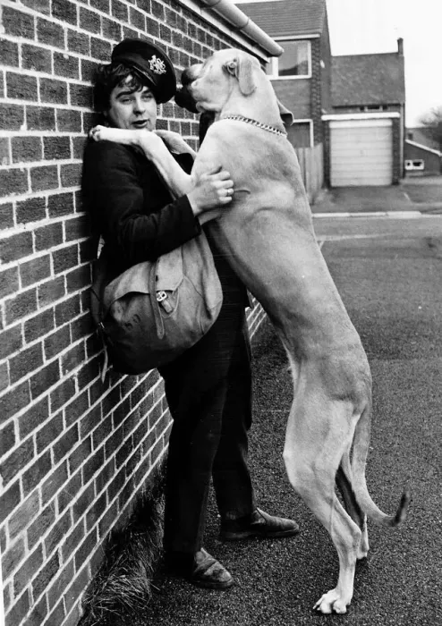 Framed Print : Postmen and Dogs Pierre Brennan takes his dog Rocky on his rounds with him these days to
