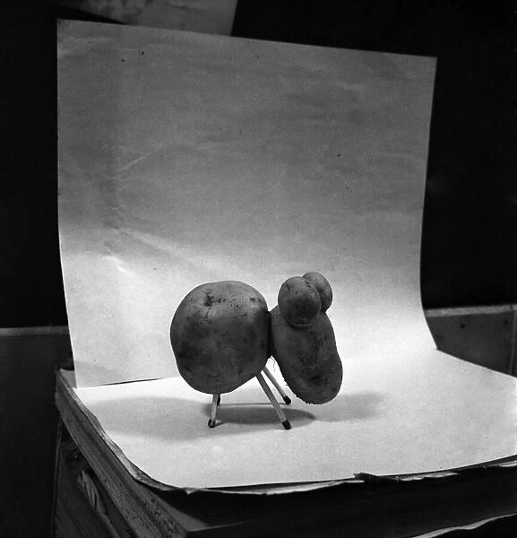 Potato shaped like a dog. January 1953 D486