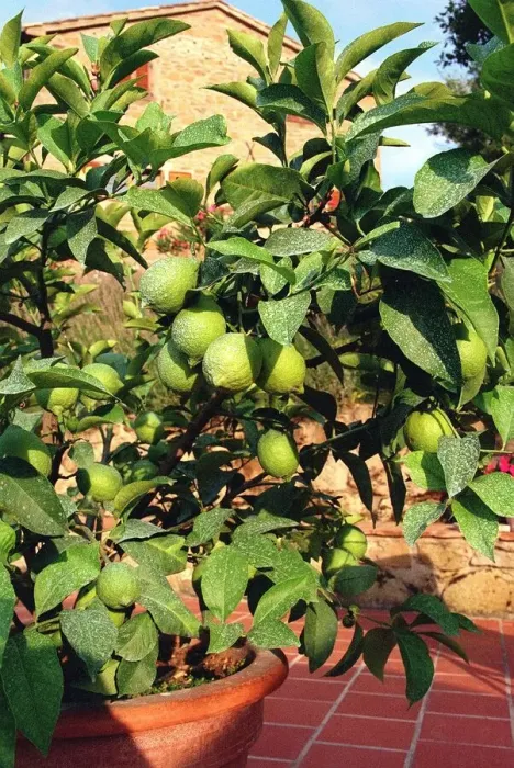 Framed Print : Potted Lemon Tree - Italy Umbria region Food Fruit Lemons Framed Print : Potted Lemon Tree - Italy Umbria region Food Fruit Lemons