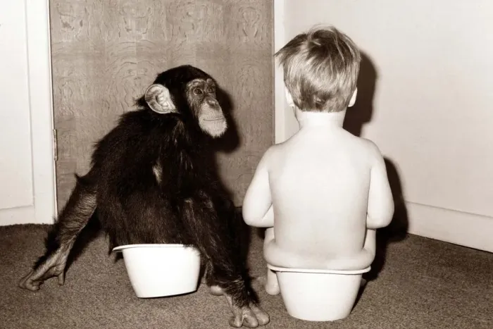 Framed Print : Potty Training - this young chimp joins his young friend for potty training Framed Print : Potty Training - this young chimp joins his young friend for potty training
