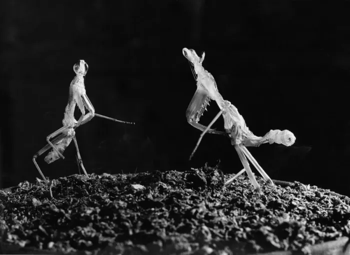 Framed Print : Praying Mantis squaring up to each other. Circa 1960