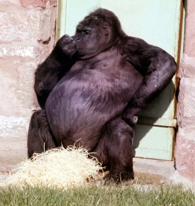 Framed Print : Pregnant mountain Gorilla Noelle at Chester Zoo March 1969 A©Mirrorpix Framed Print : Pregnant mountain Gorilla Noelle at Chester Zoo March 1969 A©Mirrorpix