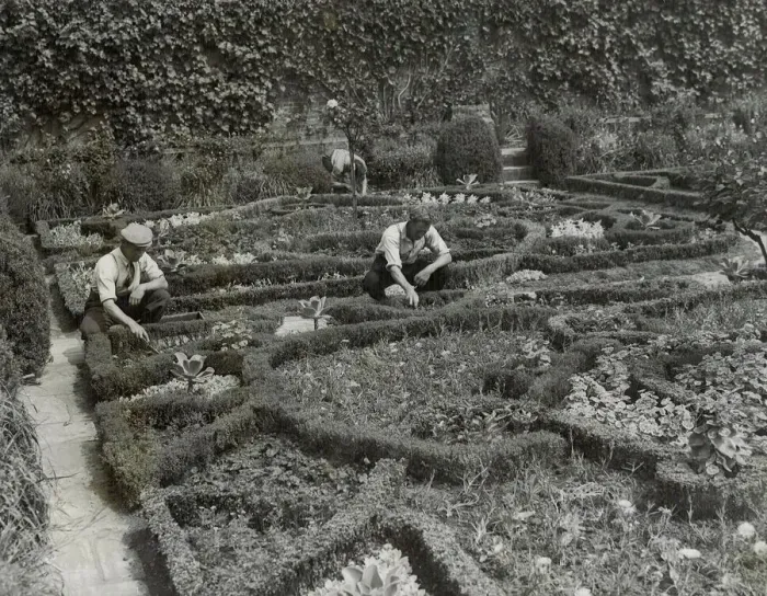 Framed Print : Preparing the flower beds in the Knott garden for a blaze of colour to delight summer Framed Print : Preparing the flower beds in the Knott garden for a blaze of colour to delight summer