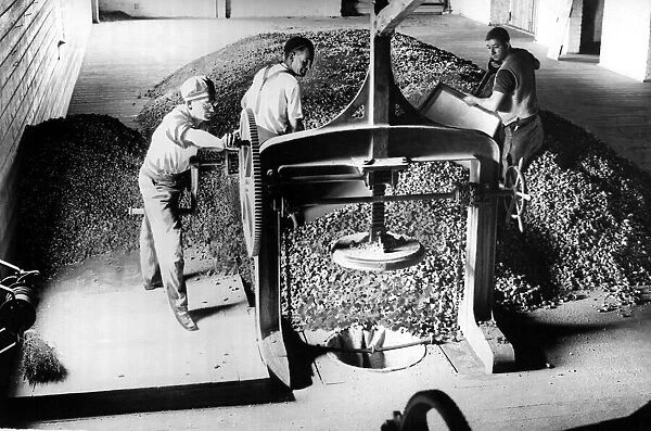 Pressing and packaging hops in the hop houses of Belting September 1934