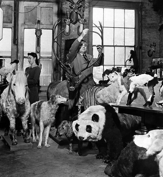 A preview of Xmas displays: Many reindeer are being prepared in a taxidermist