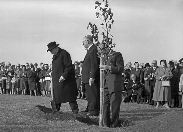 Former Prime Minister Winston Churchill (left) planting an oak tree to inaugurate work