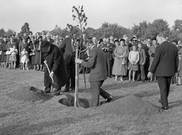 Framed Print : Former Prime Minister Winston Churchill (left) planting an oak tree to inaugurate work Framed Print : Former Prime Minister Winston Churchill (left) planting an oak tree to inaugurate work