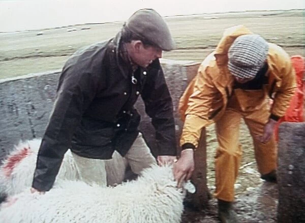Prince Charles dipping sheep with helper on farm 1992