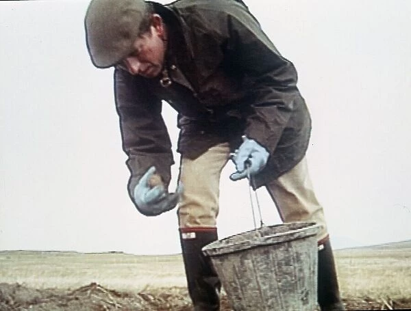 Prince Charles picking potatoes with bucket 1992