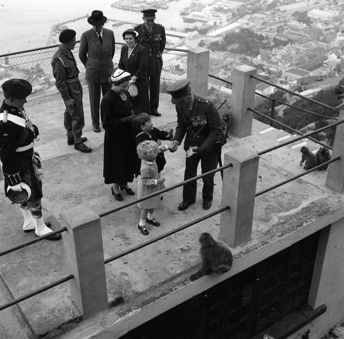 Framed Print : Prince Charles and Princess Anne May 1954 are given food to feed the Barbary Apes Framed Print : Prince Charles and Princess Anne May 1954 are given food to feed the Barbary Apes