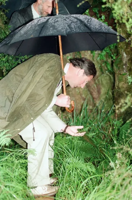 Framed Print : Prince Charles in the rain on the Kahikatea Walk, Lake Kaniere conservation area