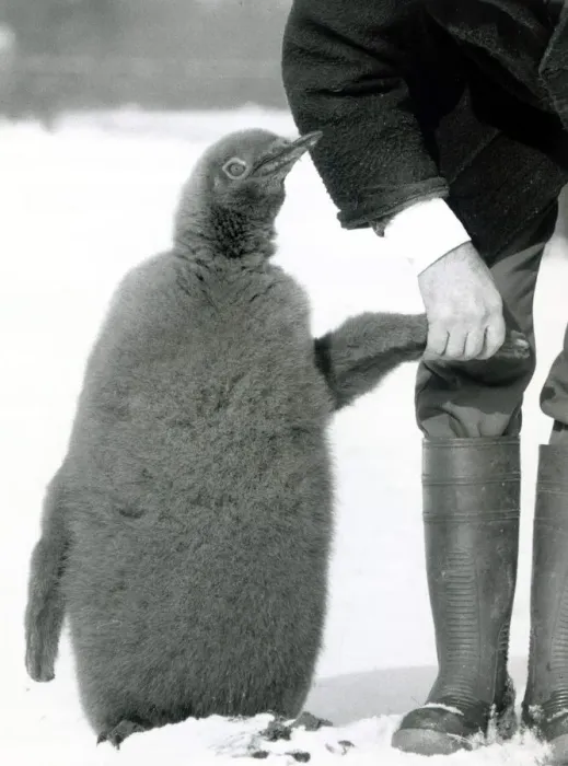 Framed Print : Prince the penguin takes his first walk in the snow with Wally Dixon who hand reared him Framed Print : Prince the penguin takes his first walk in the snow with Wally Dixon who hand reared him